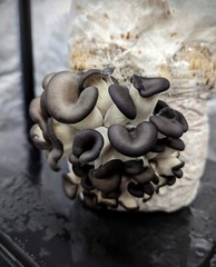 Gourmet Mushroom Culture Special! Over 180 Species Available at PrimeFungi