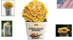 Ready-to-Fruit Golden Oyster Mushroom Grow Kit