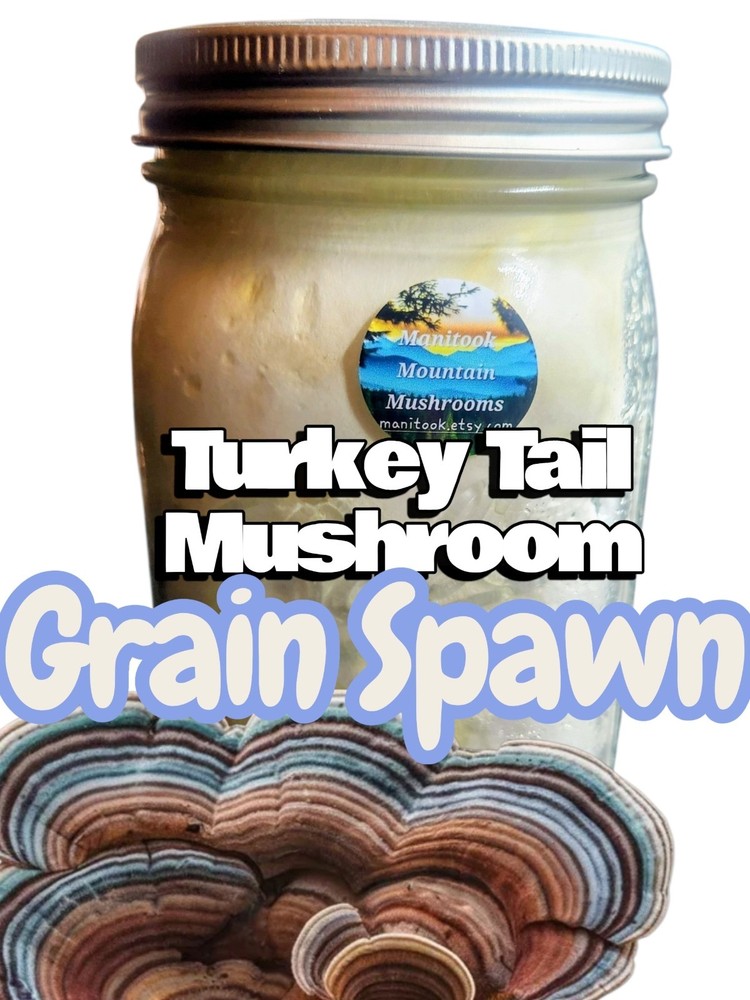 TURKEY TAIL Mushroom (Trametes versicolor) Colonized Grain Spawn, 1 Quart