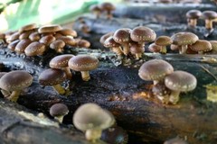 Shiitake Mushroom Liquid Culture Syringe. 10ml, Clean liquid culture, Mushroom