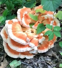 White Chicken of the Woods Laetiporus cincinnatus liquid culture Arkansas 10+ml