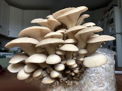 Easiest Oyster Mushroom Grow Kit, 5 pound block, Ready to Fruit!