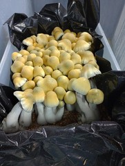 5lbs horse Manure Compost Mushroom Substrate sterilized bulk in XL Bags