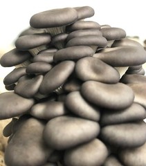 100+ Organic Grey Oyster Gourmet mushroom Plugs for log inoculation – FREE SHIP