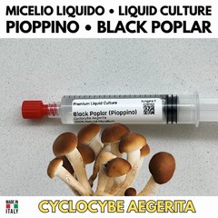 Cardoncello Slant G1 Pleurotus eryngii Agar Culture Italian Premium