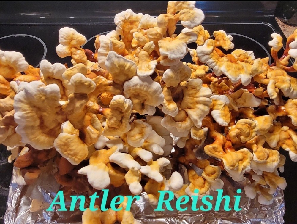 Antler Reishi Liquid Culture 10cc Syringes