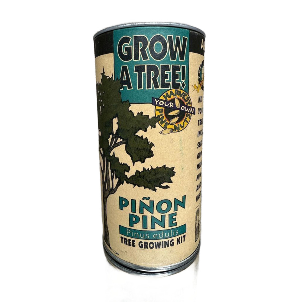 Grow Your Own Piñon Pine Tree Kit Indoor Outdoor Evergreen Edible