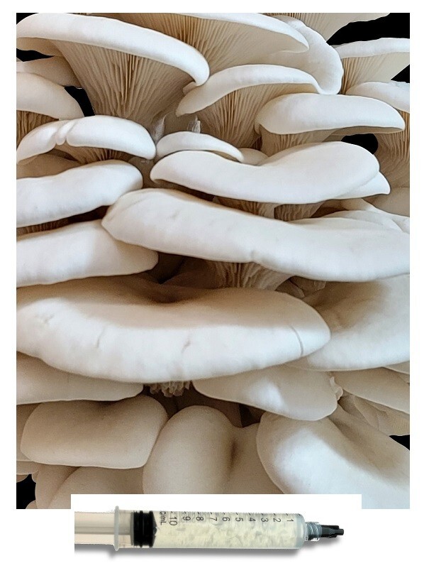 10ml Bay Hydro White Oyster Mushroom Mycelium Liquid Culture