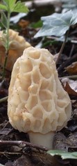 WHITE MOREL (Morchella deliciosa) Mushroom Colonized Grain Spawn, 1 Quart