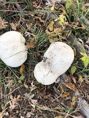 giant Puffball Mycelium Spores PUFF BALL Mushroom inoculation bottle