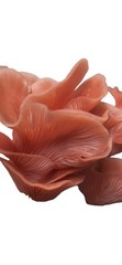 Mushroom Liquid Culture- Shiitake, Pink Oyster, Blue Oyster, 10 ml Syringes