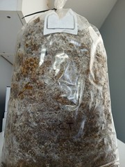 22LBS-Hericium coralloides-Sawdust Spawn