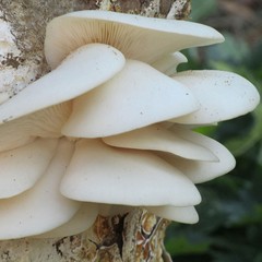 Winter Oyster Mushroom Liquid Fungi Live Culture Syringe 10ml