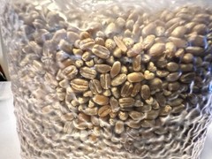 Premium Red Winter Wheat Spawn Bag – Sterilized Grains for Mushroom Cultivation