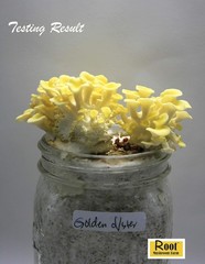 Mushroom Liquid Culture Golden Oyster Pleurotus Citrinopileatus 10cc Mycelium