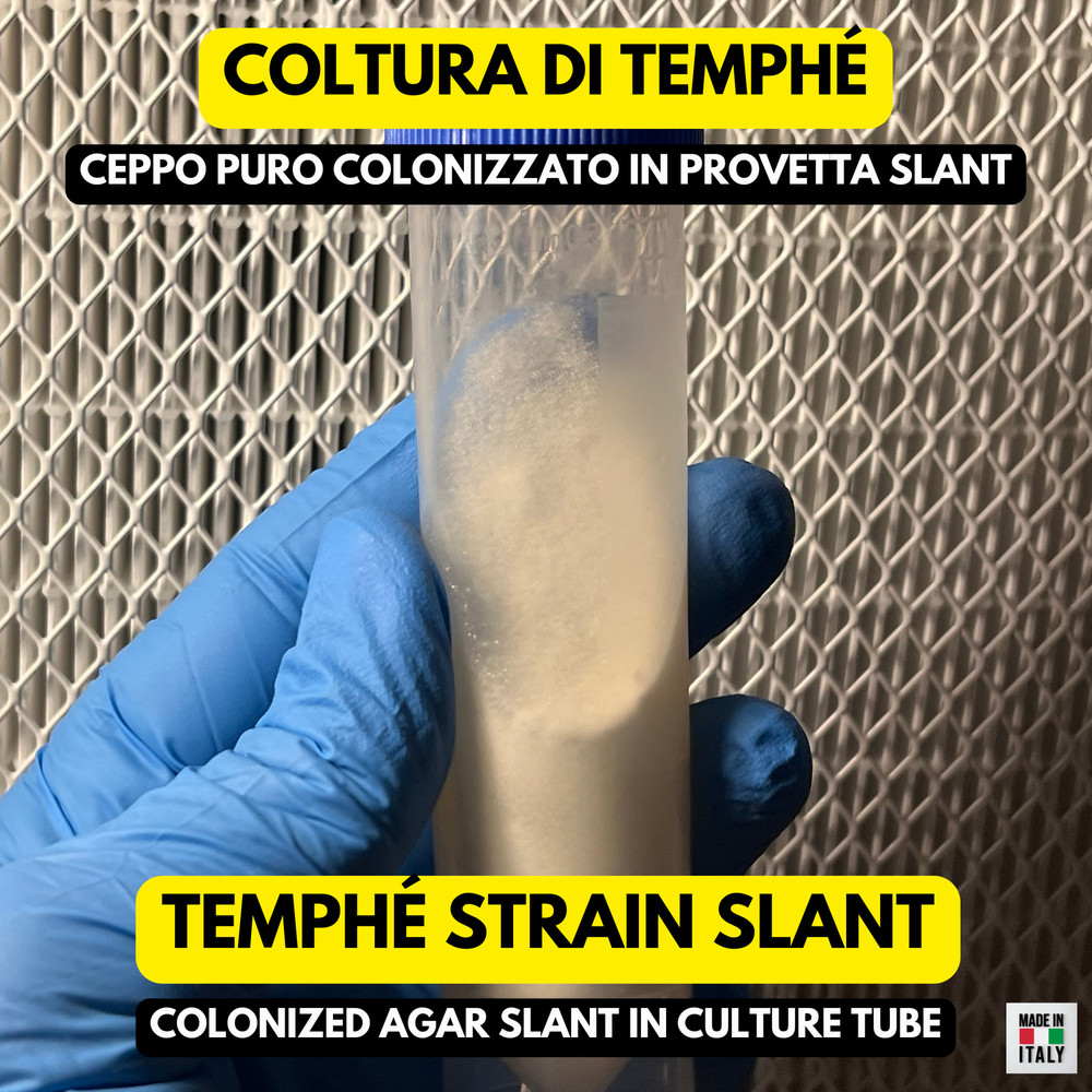 Rhizopus oligosporus Liquid Culture 10ml Starter Tempeh Fermentation