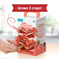 Organic Pink Miniature Mushroom Grow Kit, Harvest Gourmet Mushrooms in 10 Days