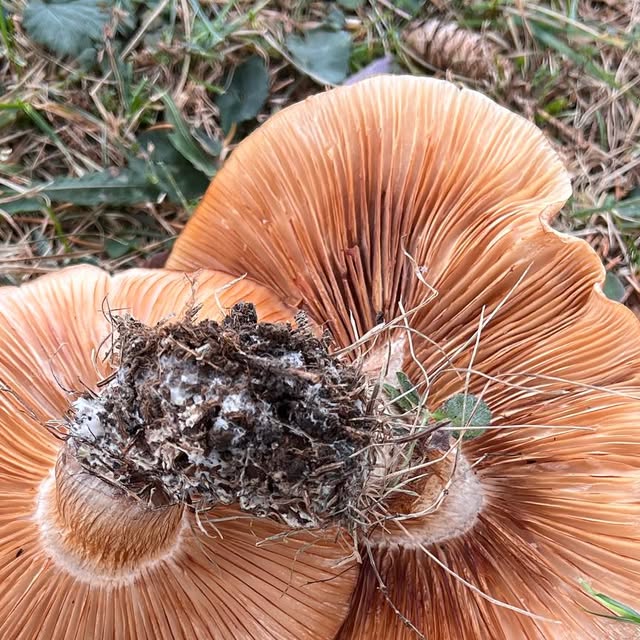 Close view of a large tan-orange mushroom with radiating gills among leaves and woodland debris.