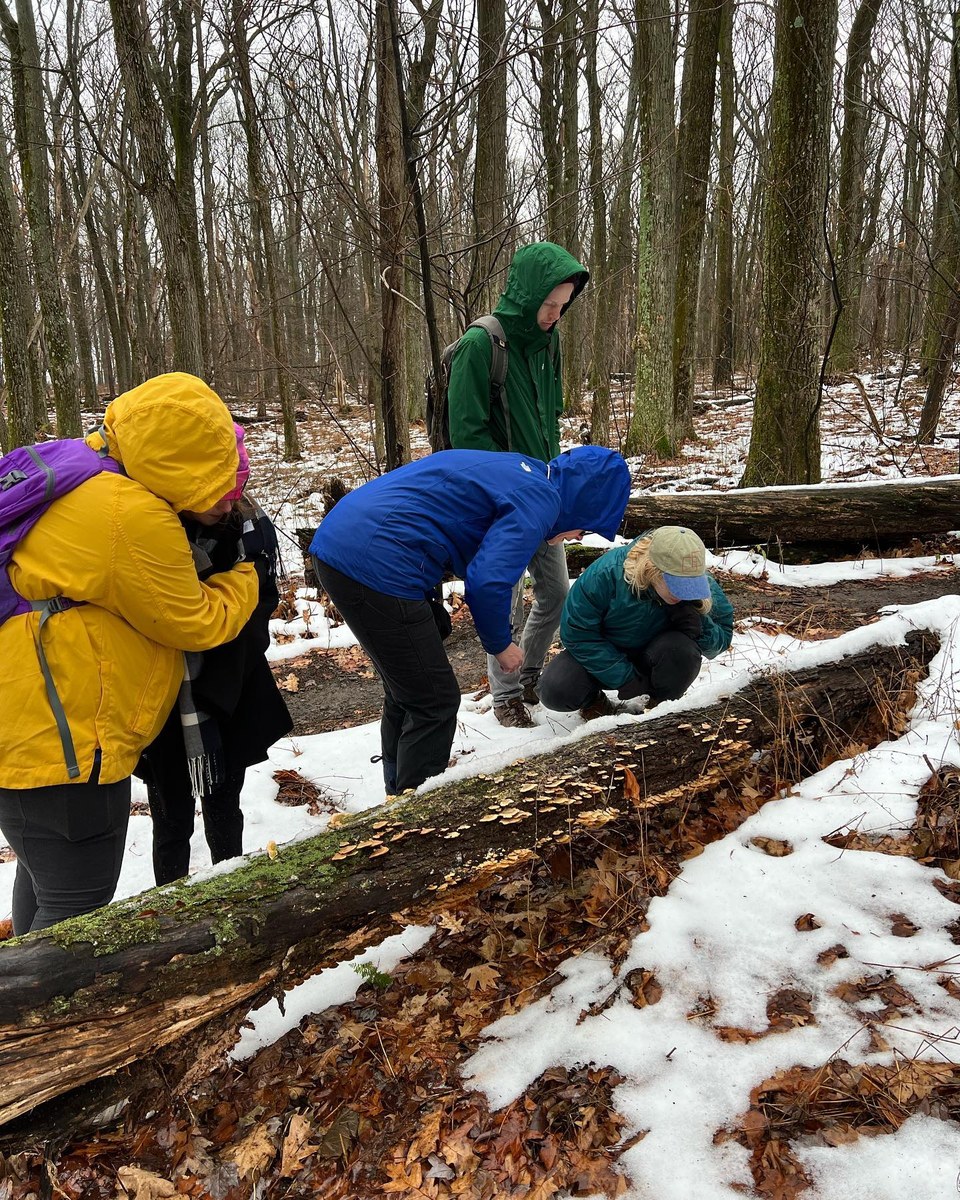 RAMA members in winter clothing examining mushrooms on a fallen log in a snowy woodland.