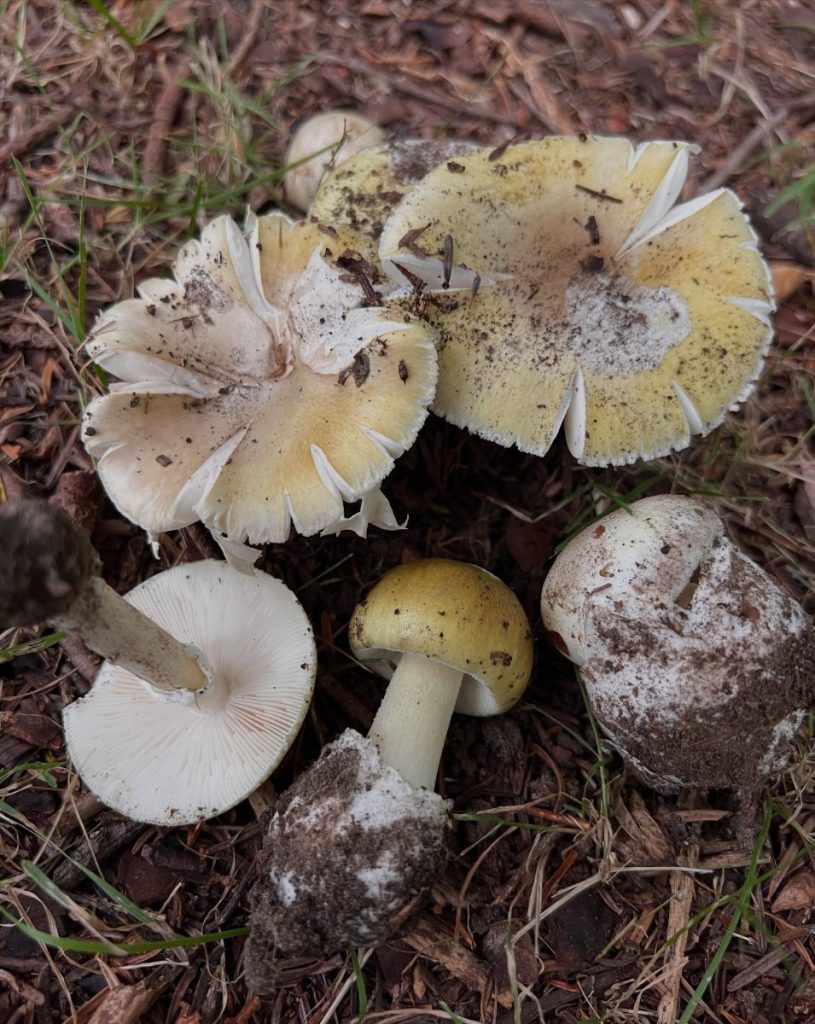 Pale yellow and white mushrooms arranged on pine needles, showing caps, stems and gills.